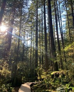 a path in the middle of a forest surrounded by tall trees