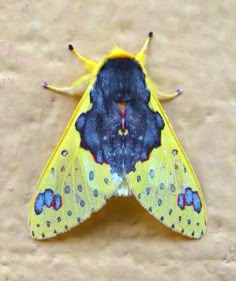 a yellow and black moth with spots on it's wings