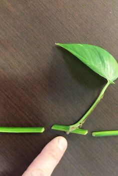 Propagating Golden Pothos, Propagating Pothos, Indoor Plants Ideas Decor, Hanging Plant Indoor, Indoor Plant Ideas, Pothos Plant Care, Pothos Plants, Personal Garden