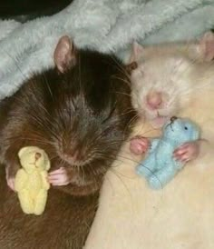 a rat sleeping next to a stuffed animal