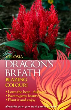 red flowers with the words dragon's breath in front of it and an image of a