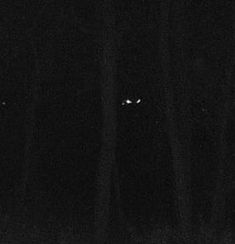 two cats are in the dark with their eyes glowing at night time, and one cat is staring straight ahead