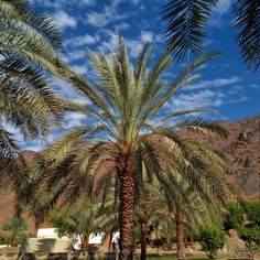 there is a palm tree in the foreground with mountains in the background and blue sky