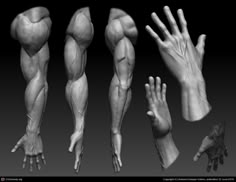 Male Hand Anatomy, Forearm Reference, Muscular Hands, Muscular Forearms, Portrait Anatomy, Zbrush Anatomy, Muscular Arms, Arm Anatomy