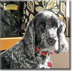 a black and white dog sitting on top of a couch