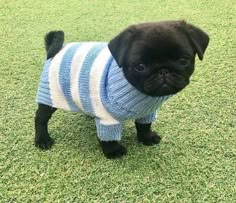 a small black pug wearing a blue and white striped sweater on the grass outside