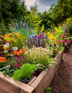 a garden filled with lots of different types of flowers