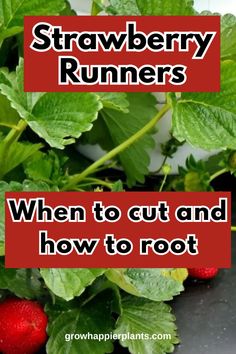 strawberries growing in the garden with text overlay reading strawberry runners when to cut and how to root