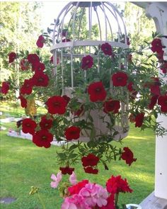 red and pink flowers hanging from a white birdcage