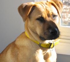 a brown dog sitting in front of a window with a yellow collar on it's neck