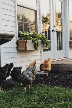 chickens and roosters are standing in the grass near a house's front door