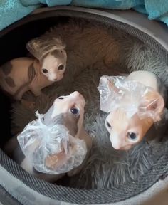 two small kittens in a cat bed with plastic bags