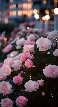 many pink flowers are growing in a row on the side of a building at night