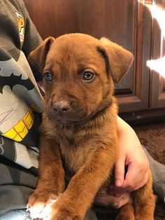 a brown dog sitting on top of a person's lap