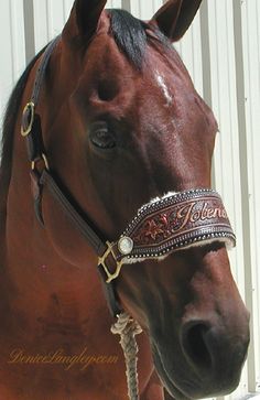 a brown horse wearing a bridle and standing in front of a white building