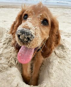 a dog is sticking its tongue out in the sand