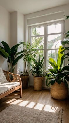 some plants are in the corner of a room with a couch and rug on the floor