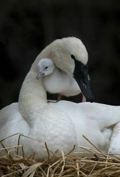 two white birds sitting on top of a pile of hay