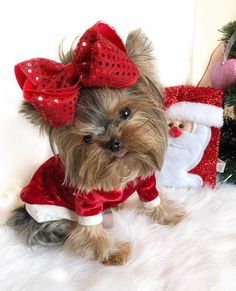 a small dog wearing a santa claus outfit