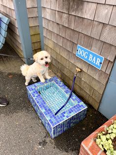 a small white dog standing on top of a blue and green box next to a building