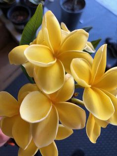 the yellow flowers are blooming on the table in front of the cameraman's eye