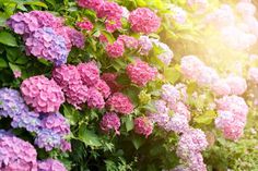 pink and purple flowers are growing on the side of a wall with sunlight shining through them