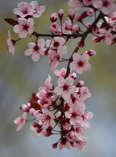 pink flowers are blooming on a tree branch