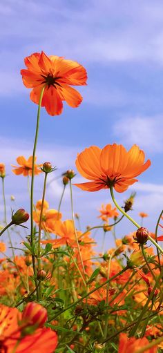 some orange flowers are in the grass and blue sky