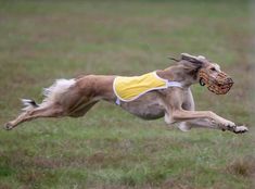 a dog jumping in the air with a ball in it's mouth while wearing a yellow and white shirt