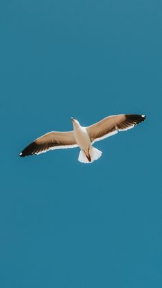 a seagull flying in the blue sky with it's wings spread