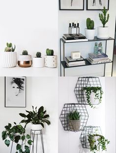 some plants are hanging on the wall in different styles and sizes, with pictures above them