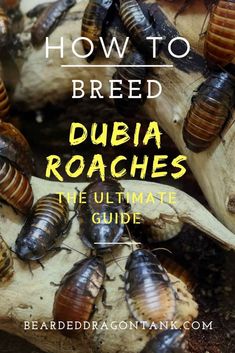 the ultimate guide to bed bugs and how to breed them