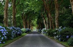 the road is lined with blue flowers and trees