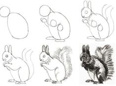 four different types of cartoon animals are shown in this drawing lesson, including squirrels and squirrels