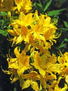 yellow flowers are blooming in the garden