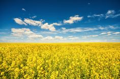 a field full of yellow flowers under a cloudy blue sky with wind mills in the distance