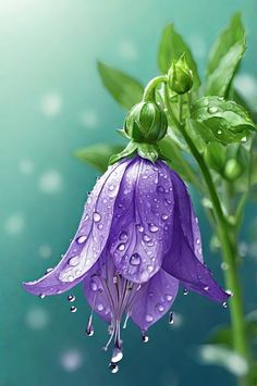 a purple flower with water droplets on it