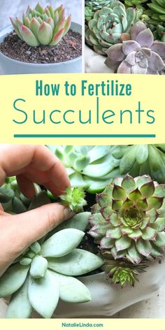 how to fertilize succulents in pots