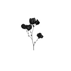 three black flowers are shown against a white background