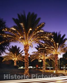 palm trees are lit up with christmas lights