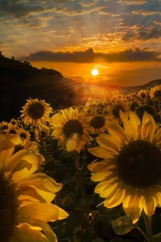 the sun is setting over a field of sunflowers