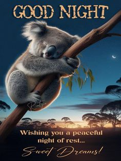 a koala bear sitting on top of a tree branch with the caption good night wishing you a peaceful night of rest