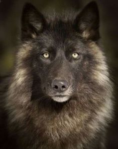 a black and brown dog with yellow eyes looking at the camera while standing in the dark