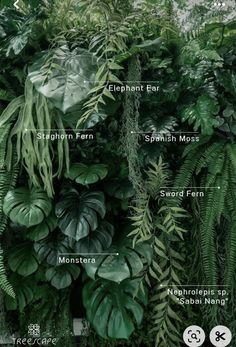 the different types of plants that can be found in an indoor planter's garden