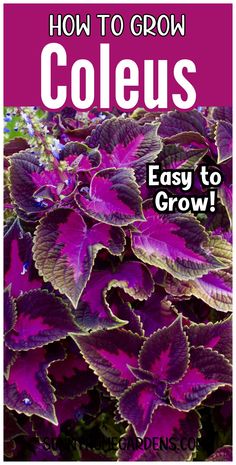 purple flowers with the words how to grow coleus easy to grow in front of them