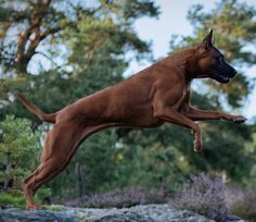 a dog jumping up into the air to catch a frisbee