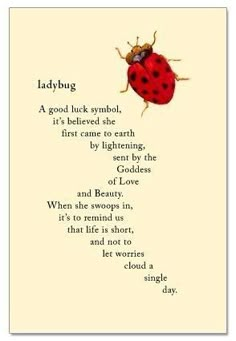 a ladybug poem with an image of a ladybug on the back