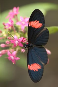 a black and red butterfly sitting on top of a pink flower