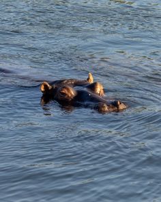 two hippopotamus swimming in the water together, with one laying on its back