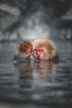 two monkeys are in the water and one is rubbing its head against another's face